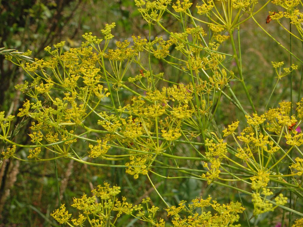Una ombrellifera gialla - cfr. Anethum graveolens